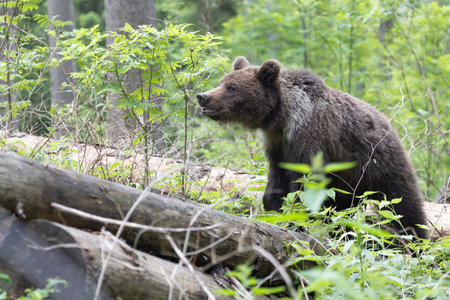 Brown bear ursus arctos close up in green spruce forest walking on fallen tree trunk.の写真素材