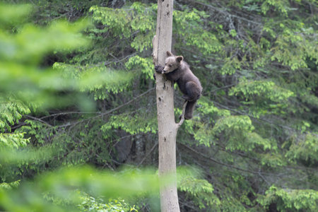 Brown bear ursus arctos cub baby in green spruce forest climbing tree.の写真素材