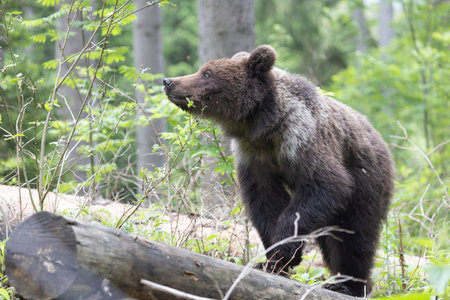 Brown bear ursus arctos close up in green spruce forest walking on fallen tree trunk.の写真素材