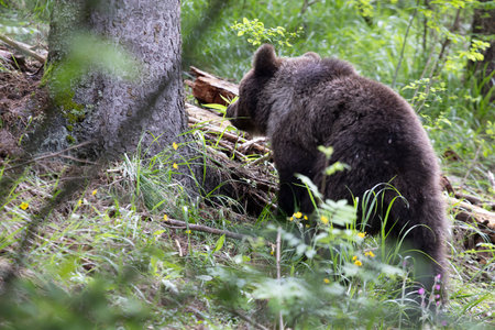 Close up of brown bear ursus arctos close up in spruce forest walking.の写真素材
