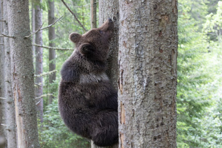 European brown bear ursus arctos close up in spruce forest climbing tree.の写真素材