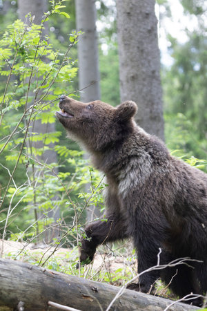 Brown bear ursus arctos close up in green spruce forest walking on fallen tree trunk.の写真素材