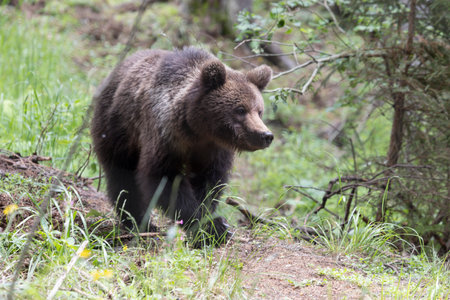 European brown bear ursus arctos alone in green summer meadow forest with grass walkingの写真素材