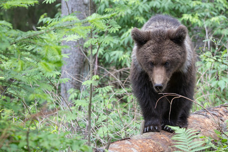 Brown bear ursus arctos close up in green spruce forest walking on fallen tree trunk.の写真素材