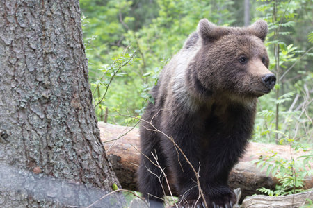 Brown bear ursus arctos close up in green spruce forest walking on fallen tree trunk.の写真素材