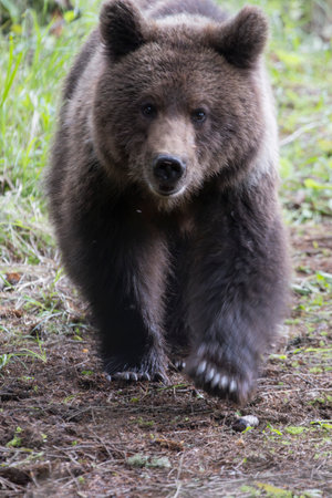 Close up of brown bear ursus arctos close up in spruce forest walking.の写真素材