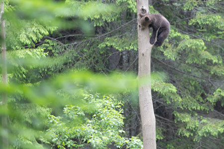 Brown bear ursus arctos cub baby in green spruce forest climbing tree.の写真素材