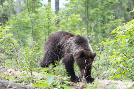 Brown bear ursus arctos close up in green spruce forest walking on fallen tree trunk.の写真素材