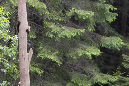 Brown bear ursus arctos cub baby in green spruce forest climbing tree.の写真素材