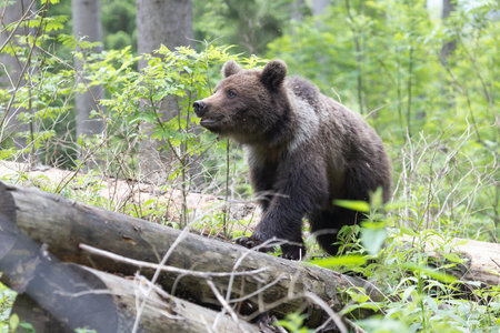 Brown bear ursus arctos close up in green spruce forest walking on fallen tree trunk.の写真素材
