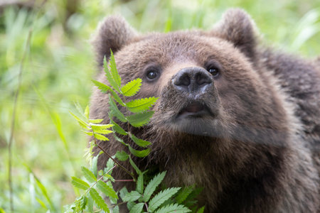 Brown bear ursus arctos portrait close up alone headshot with funny noseの写真素材