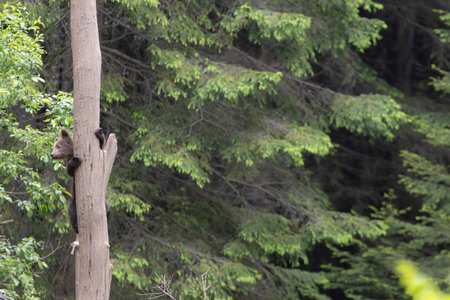 Brown bear ursus arctos cub baby in green spruce forest climbing tree.の写真素材