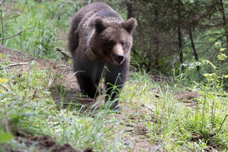 European brown bear ursus arctos alone in green summer meadow forest with grass walkingの写真素材