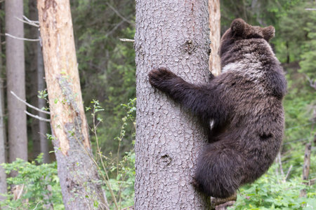 Brown bear ursus arctos cub baby in green spruce forest climbing tree.の写真素材