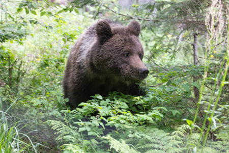 European brown bear ursus arctos close up in green summer meadow field with flowers walkingの写真素材