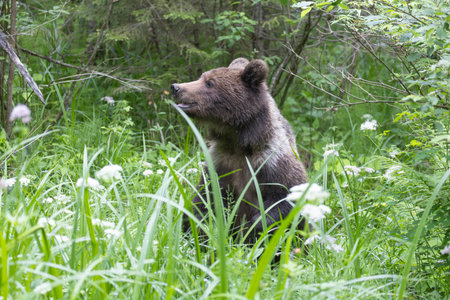 Brown bear ursus arctos close up in lush green meadow with flowers and thick vegetation.の写真素材