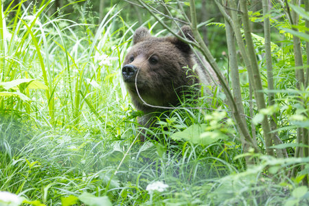 Brown bear ursus arctos close up in lush green meadow with flowers and thick vegetation.の写真素材