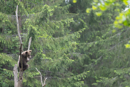 Brown bear ursus arctos cub baby sclimbing tree in green spruce summer forest.の写真素材