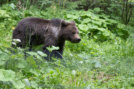 European brown bear ursus arctos close up in green summer meadow field with flowers walkingの写真素材