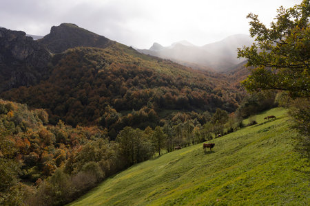 Free range cattle on autumn meadow in spanish countryside. Picos de Europa in Asturias landscape with forest and meadow with cows.の写真素材