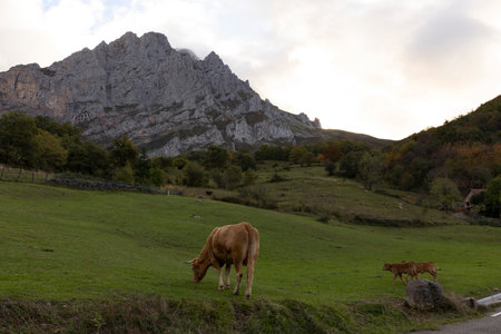 Free range cattle on autumn meadow in spanish countryside. Picos de Europa in Asturias landscape with forest and meadow with cows.の写真素材