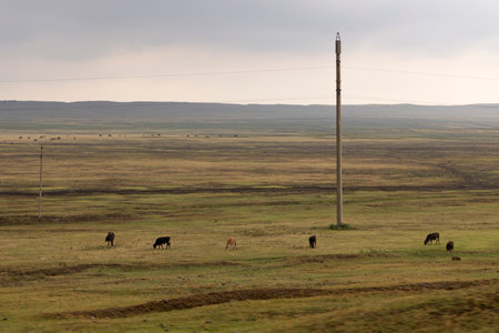Panoramic landscape of herd of cows in meadow with grass grazing with dark clouds in the background and electricity poleの写真素材