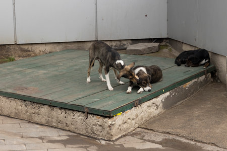 Portrait of three stray dogs sitting on concrete pavement in city street