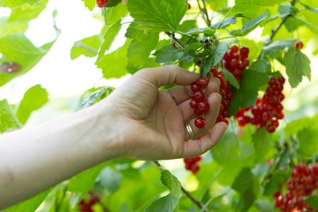 Closeup of hands picking red currant ripe from bush in garden with bright light in summerの写真素材