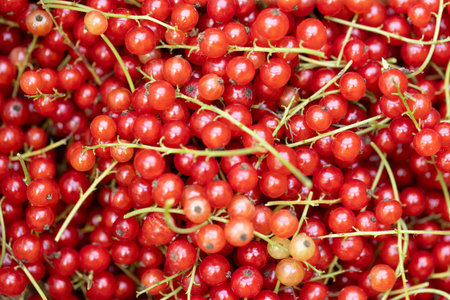 Red currant berries background ripe with bright sunshune light in summerの写真素材