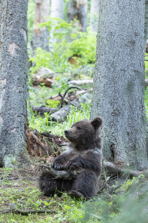 Brown beat sitting in spruce forest plauing with branch from tree on a cloudy summer day