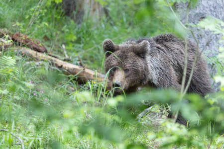 Brown bear walking in green spruce forest with meadow and grass on a sunny dayの写真素材