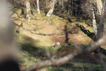Young chamois eating grass in a green meadow with grass in the forest during spring on a grove with bright sunny spring light.の写真素材