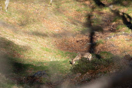 Young chamois eating grass in a green meadow with grass in the forest during spring on a grove with bright sunny spring light.の写真素材