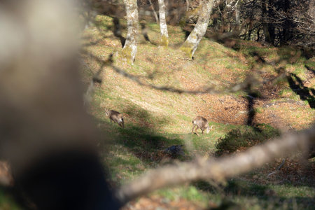 Portrait of two young chamois goats in a forest grove in the mountains on a bright sunny day with green vegetation.の写真素材