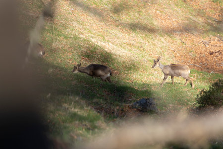 Portrait of two young chamois goats in a forest grove in the mountains on a bright sunny day with green vegetation.の写真素材
