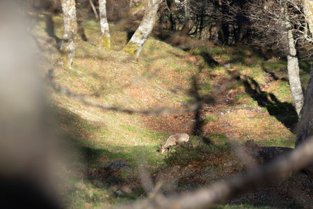 Young chamois eating grass in a green meadow with grass in the forest during spring on a grove with bright sunny spring light.の写真素材