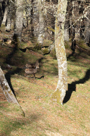 Portrait of two young chamois goats in a forest grove in the mountains on a bright sunny day with green vegetation.の写真素材