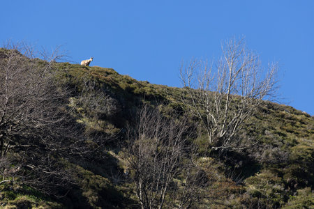 Chamois standing alone on top of mountain rock looking alert on a bright sunny day with blue clear sky.の写真素材