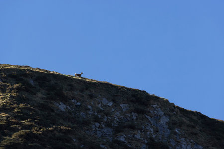 Chamois standing alone on top of mountain rock looking alert on a bright sunny day with blue clear sky.の写真素材