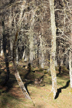 Portrait of two young chamois goats in a forest grove in the mountains on a bright sunny day with green vegetation.の写真素材