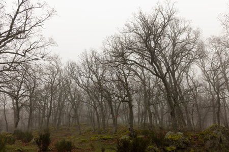 Oak tree forest on a misty morning with fog in springの写真素材