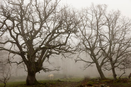 Cow in oak forest on a misty morning with fog and ancient old trees.の写真素材