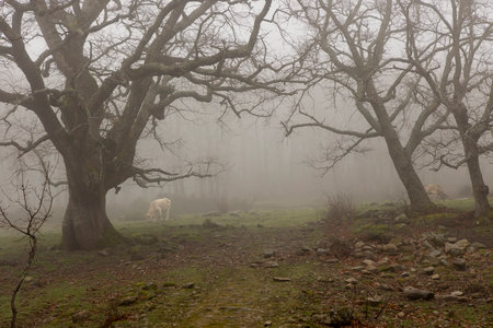 Cow in oak forest on a misty morning with fog and ancient old trees.の写真素材