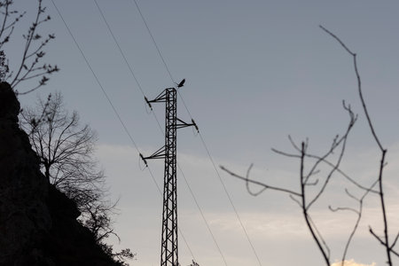 Raven on electrical station high voltage power grid tower at sunset flying next to cables.の写真素材