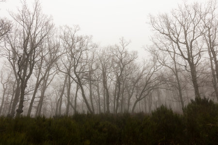 Oak tree forest on a misty morning with fog in springの写真素材