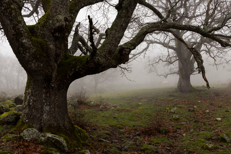 Cow in oak forest on a misty morning with fog and ancient old trees.の写真素材