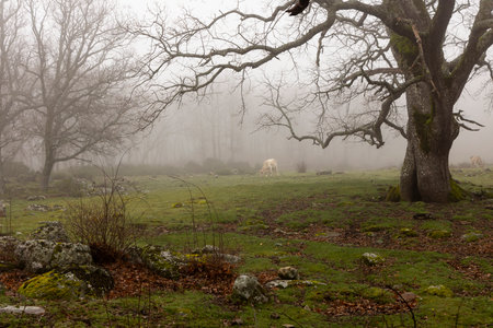 Cow in oak forest on a misty morning with fog and ancient old trees.の写真素材