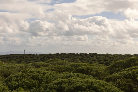Green pine tree forest growing on sand dunes on the spanish coast of the atlantic in Punta Paloma on a brigh sunny day with clouds.の写真素材