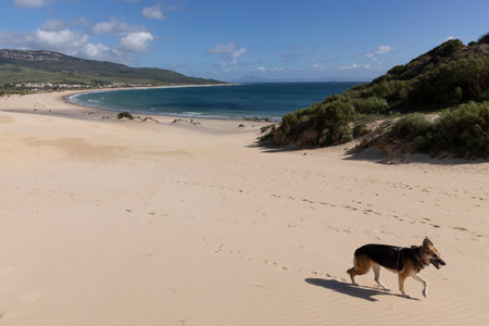 Punta Paloma beach in Spain with sand dunes and ocean view with a dog walking on a bright sunny day with blue sky.の写真素材