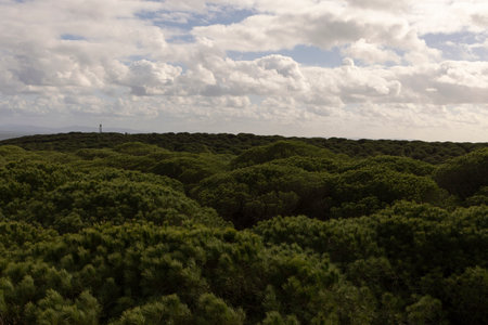 Pine forest growing on sand dunes at Punta Paloma on the spanish shoreline close to Tarifa.の写真素材